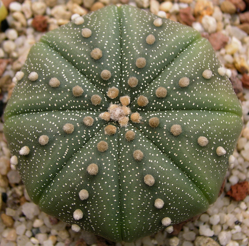 Astrophytum asterias